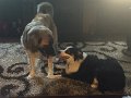 MooseAndDogsPlaying (2)